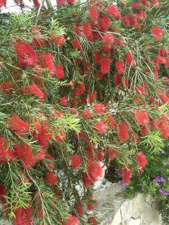 Red Coral Apartment *